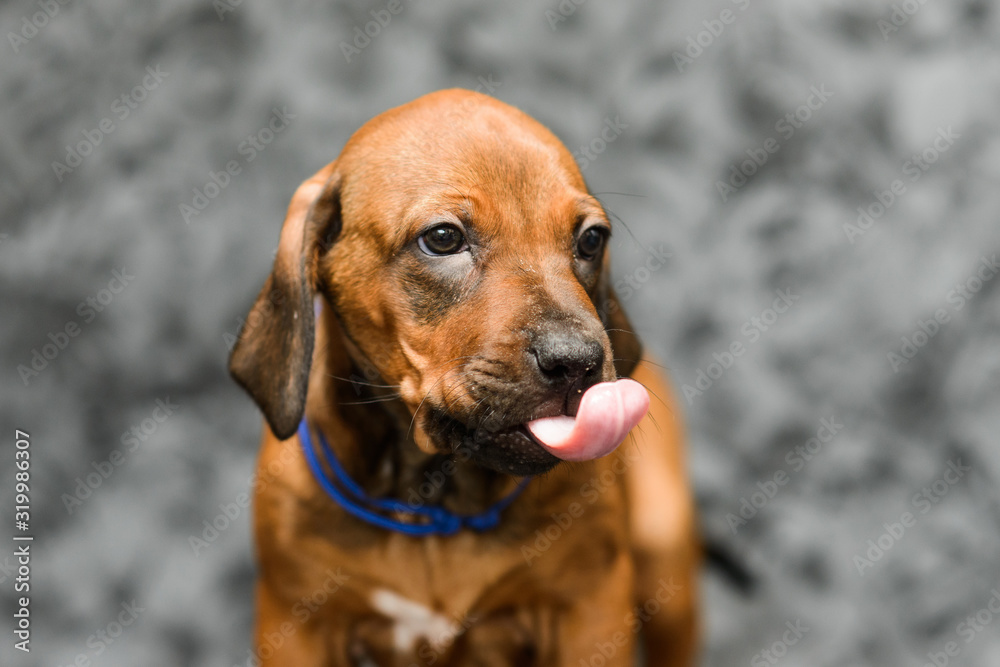 Cute rhodesian ridgeback puppy showing tongue, close up portrait