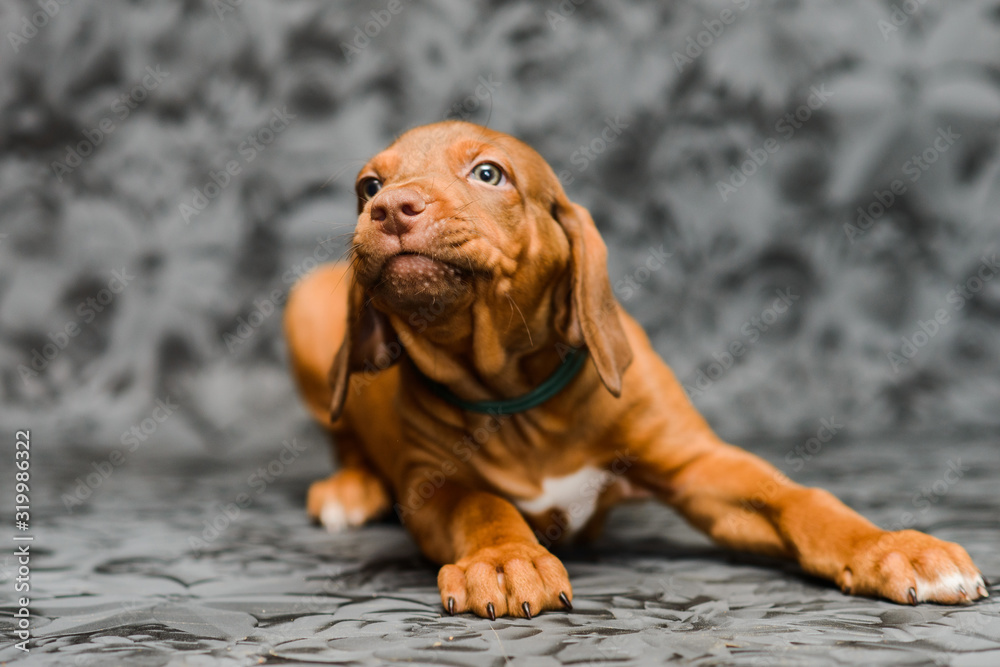 Funny face rhodesian ridgeback puppy on grey background Funny face rhodesian ridgeback puppy on grey background