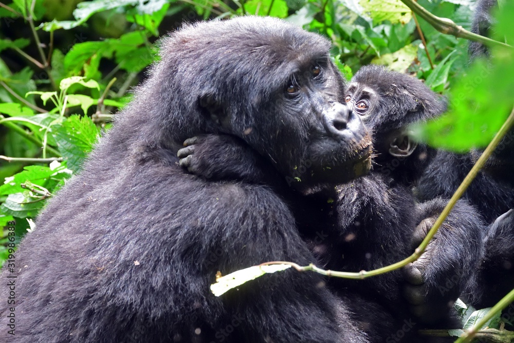 Obraz premium Mountain gorilla, Bwindi National Park, Uganda