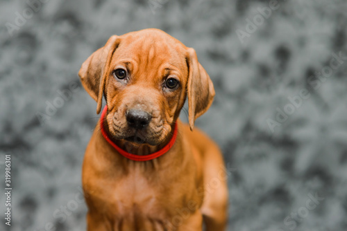 Cute rhodesian ridgeback puppy close up portrait on grey background © olgagorovenko