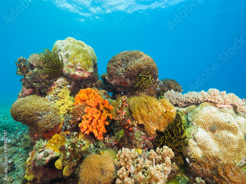 Fototapeta Naklejka Na Ścianę i Meble -  Corals in Dili, Timor Leste (East Timor)
