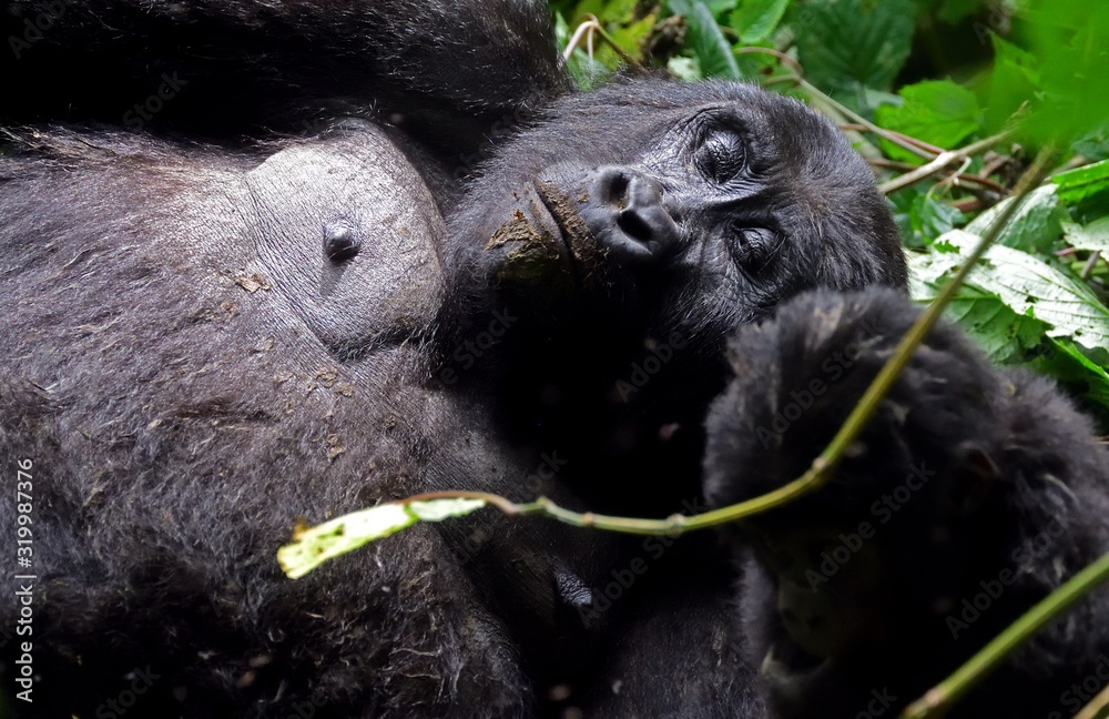 Obraz premium Mountain gorilla, Bwindi National Park, Uganda