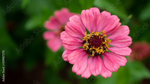 Beauty pink Zinnia flower at the garden