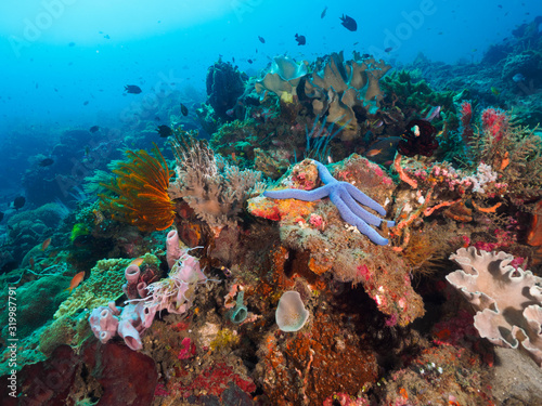 Fototapeta Naklejka Na Ścianę i Meble -  Corals in Dili, Timor Leste (East Timor)