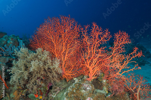 Corals in Dili, Timor Leste (East Timor)