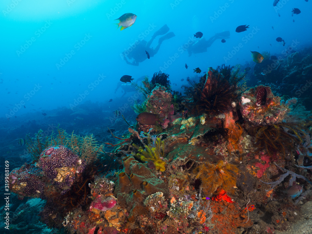 Naklejka premium Side mount divers at the coral reef in Dili, Timor Leste (East Timor)