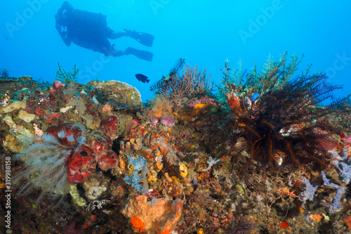 Side mount divers at the coral reef in Dili, Timor Leste (East Timor)