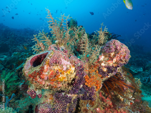 Fototapeta Naklejka Na Ścianę i Meble -  Corals in Dili, Timor Leste (East Timor)