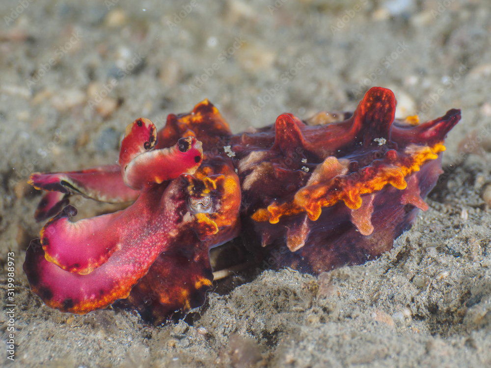 Fototapeta premium flamboyant cuttlefish in Dili, Timor Leste (East Timor)