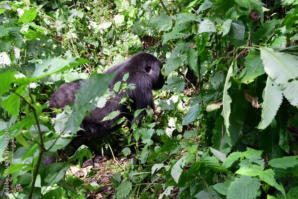 Mountain gorilla, Bwindi National Park, Uganda
