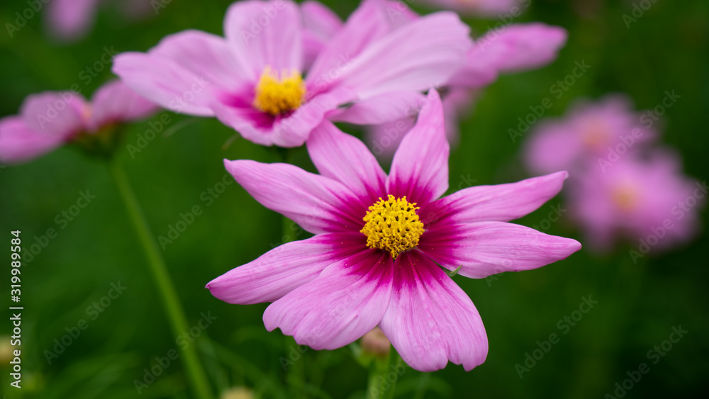 Beauty Cosmos flowers at the garden Beauty Cosmos flowers at the garden