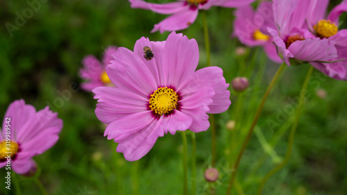 Beauty Cosmos flowers at the garden