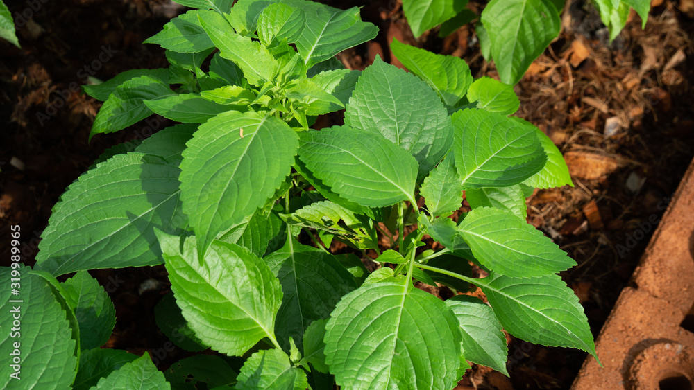 custom made wallpaper toronto digitalBasil in the vegetable garden