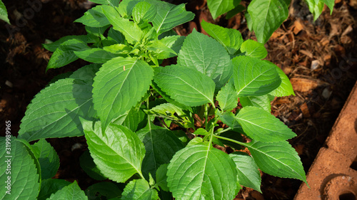 Wallpaper Mural Basil in the vegetable garden Torontodigital.ca
