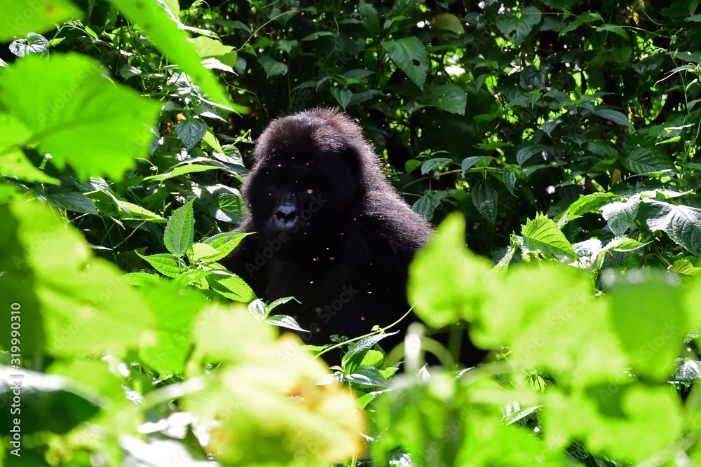 Mountain gorilla, Bwindi National Park, Uganda Mountain gorilla, Bwindi National Park, Uganda