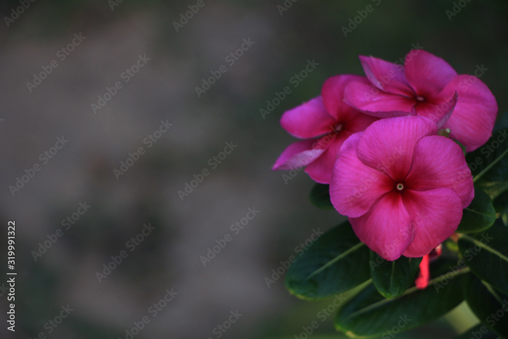 Fototapeta premium pink hibiscus flower