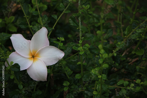 white flower in the garden