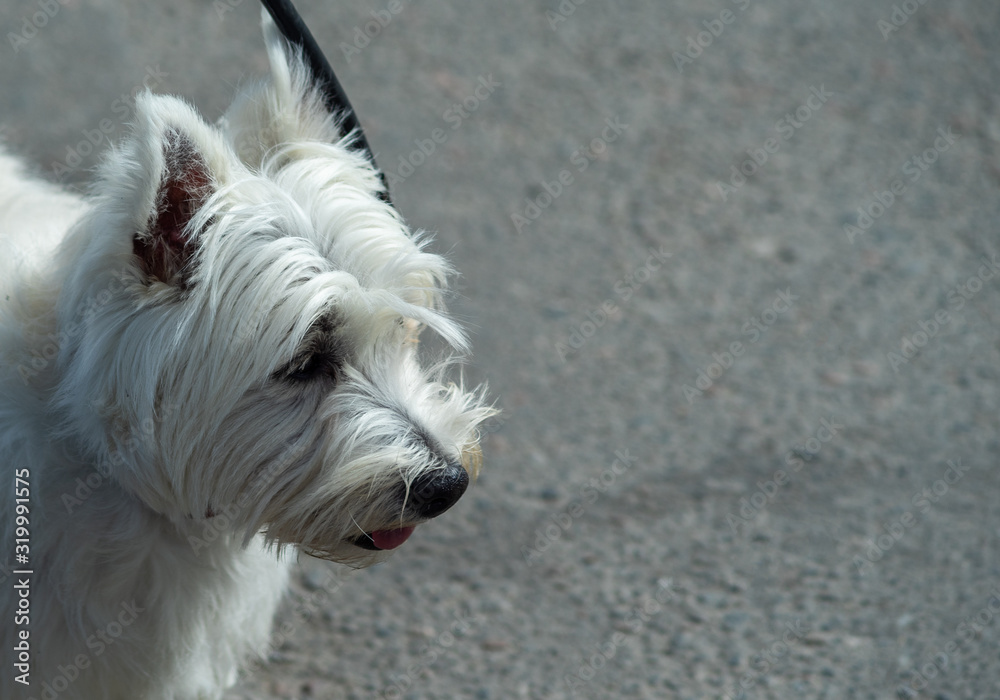 White breed dog West Highland White Terrier on asphalt background. White breed dog West Highland White Terrier on asphalt background.