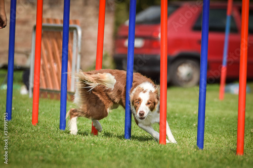 Redmerle border collie is running on czech agility competition slalom. Prague agility competition in dog park Pesopark. photo