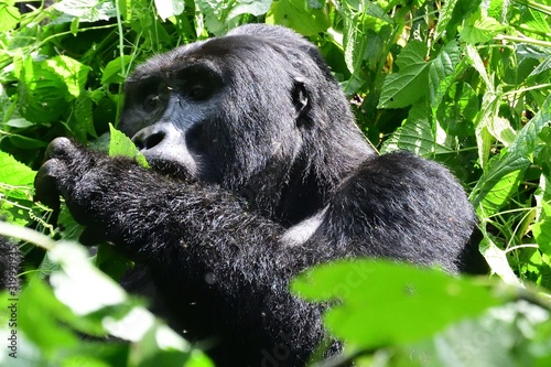 Mountain gorilla  Bwindi National Park  Uganda