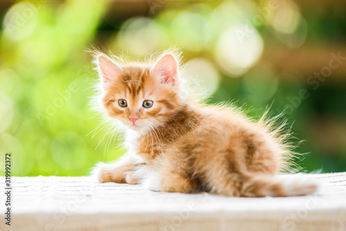 Fotografia adorable playful red orange fluffy kitten on sunny day
