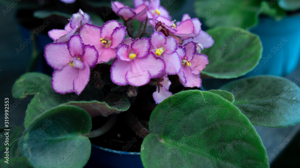 Fototapeta premium Beauty violet flora in garden