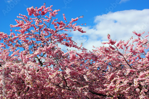 Japanska körsbärsträden blommar i Kungsträdgården/Stockholm photo