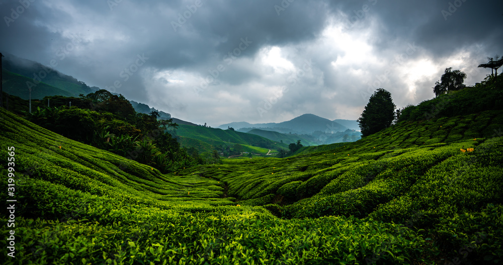 The rolling tea plantations in malaysia