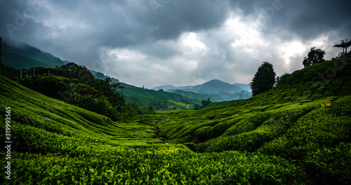 Fototapeta Naklejka Na Ścianę i Meble -  The rolling tea plantations in malaysia