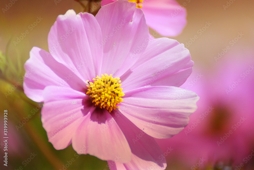 Macro Flowers scene of fresh bloom of purple pink Sulfur Cosmos with blurred background - nature scene concept