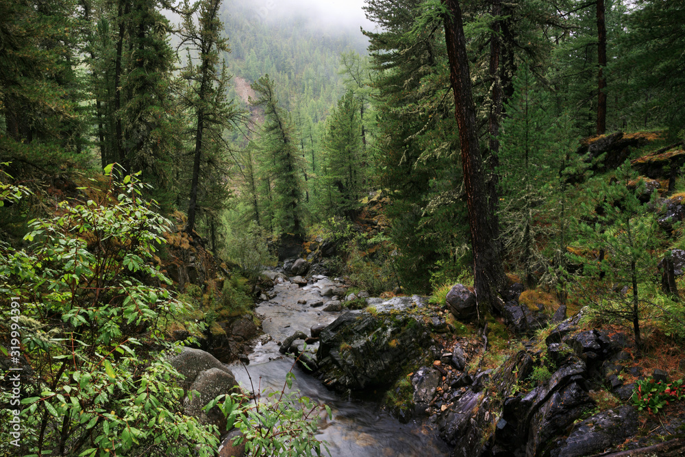 Siberian taiga, dense forest, conifers. A stream in the rocky shores. Natural light.