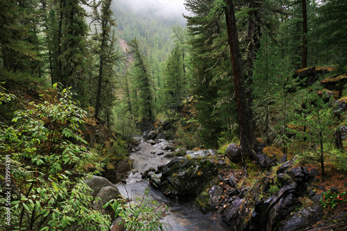 Siberian taiga  dense forest  conifers. A stream in the rocky shores. Natural light.