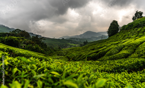 hills and valleys on a tea garden