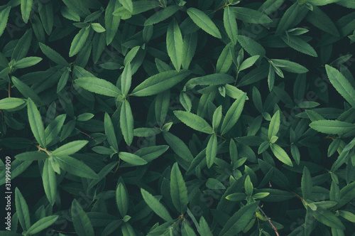 Background of fresh green leaves close-up