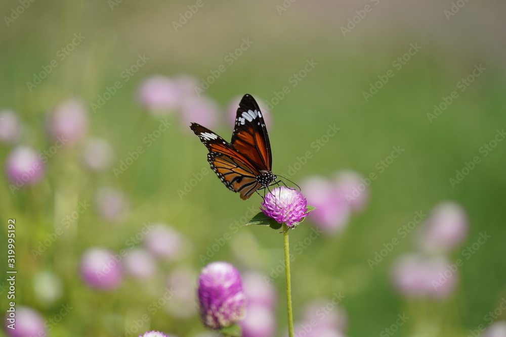 Obraz premium butterfly on flower