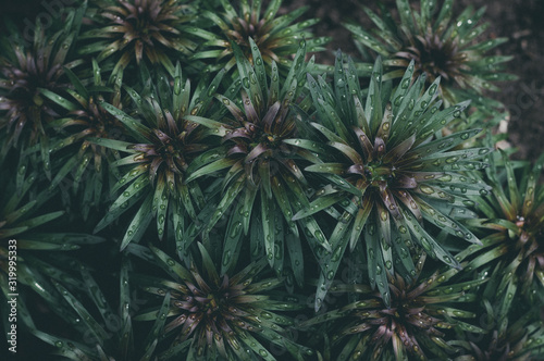 Fresh green lily leaves after rain