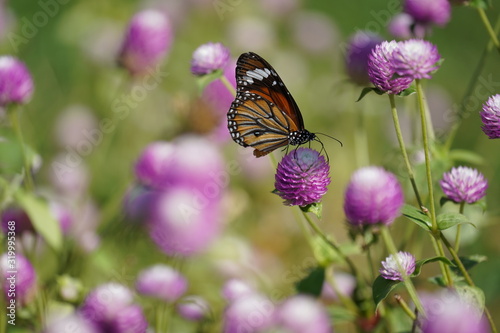 butterfly on flower © saard