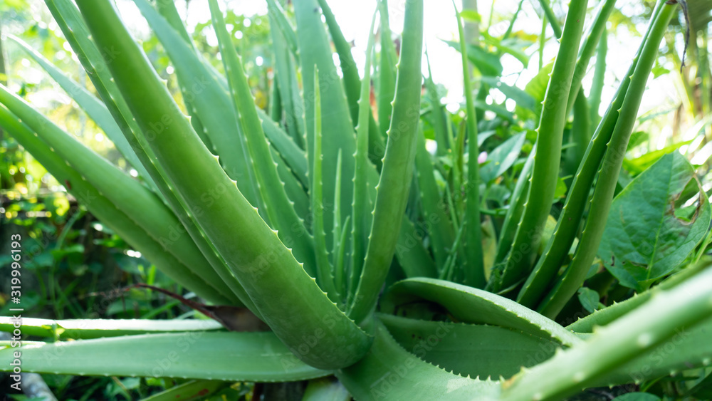 Fototapeta premium Aloe vera in the pot