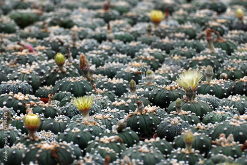 Green Cactus plants or Astrophytum asterias is a species of cactus plant in the genus Astrophytum at cactus farm. Houseplant gardening backdrop and beautiful detail