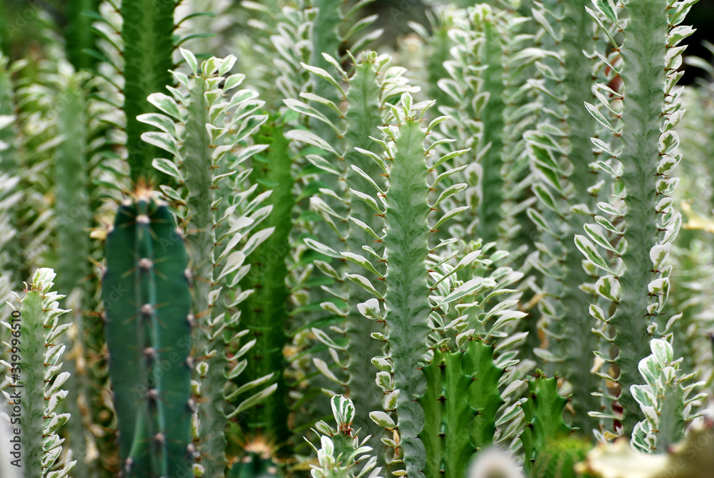 Fresh Candelabra Cactus plant at cactus farm or call Euphorbia lactea compacta , Green nature Houseplant gardening backdrop and beautiful detail Fresh Candelabra Cactus plant at cactus farm or call Euphorbia lactea compacta , Green nature Houseplant gardening backdrop and beautiful detail
