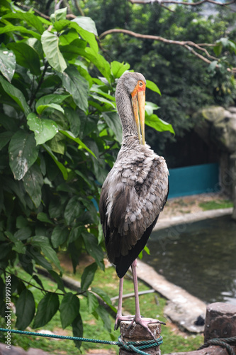Canvas Print Stork in Bird Park Kuala Lumpur. Malaysia