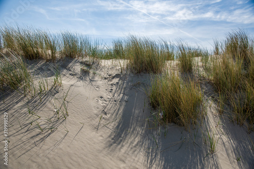 Marram grass in the sunlight North Sea Coast in the Netherlands