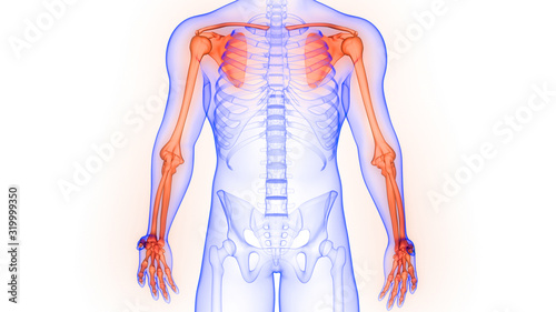 Upper Limbs Joints of Human Skeleton System Anatomy 3D Rendering