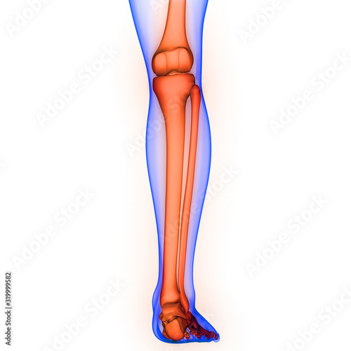 Leg Bone Joints of Human Skeleton System Anatomy 3d rendering