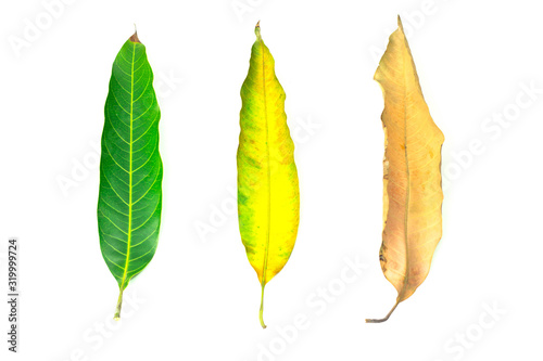 Mango leaf on a white background with clipping path. Fresh mango leaves and dried mango leaves.