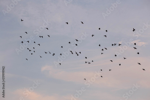 Flock of Birds silhouette in the sky at pink sunset. Birds are leaving for the winter. 