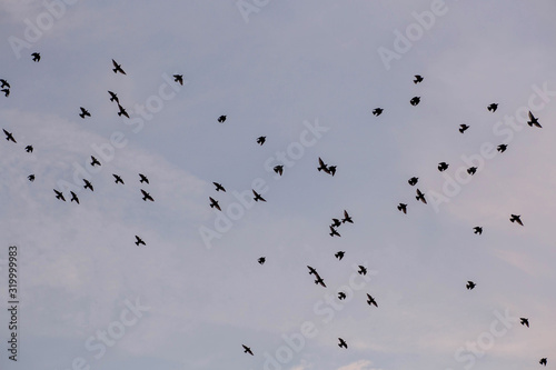 Flock of Birds silhouette in the sky at pink sunset. Birds are leaving for the winter. 