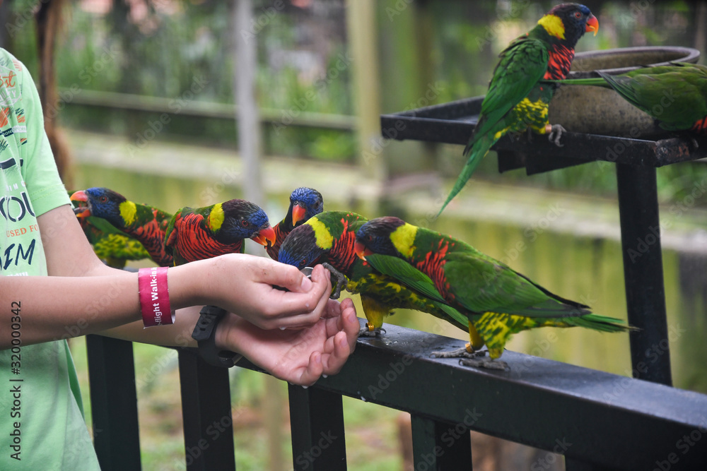 Fényképezés Feeding Parrots in Bird Park Kuala Lumpur, Malaysia.