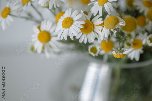 Bouquet of daisies in a vase. Beautiful wild chamomile in a glass vase on the white background. Minimalist home decoration detail.