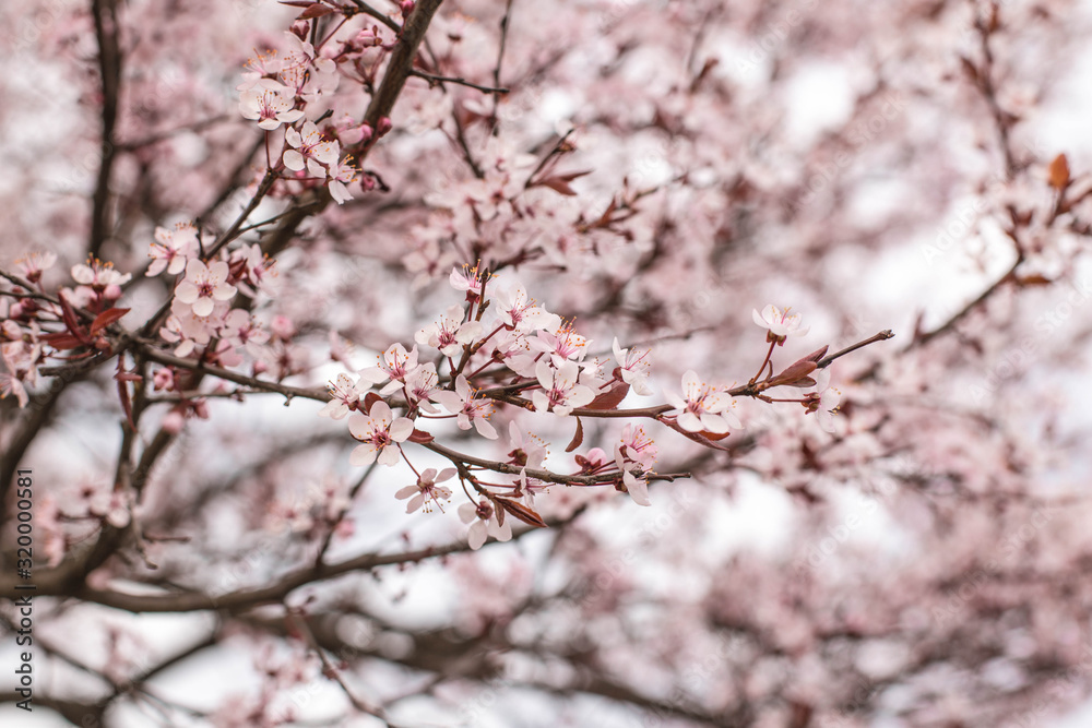 A blooming apple trees in spring. Blooming spring tree background. Pink floral background. Pink flowers of apple tree. Belarus, Minsk. A blooming apple trees in spring. Blooming spring tree background. Pink floral background. Pink flowers of apple tree. Belarus, Minsk.